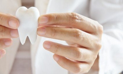 Closeup of hands holding a model tooth