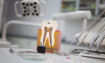 Model tooth and soft tissue used to describe scaling and root planing